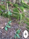 Goodyera, Rattlesnake Orchid, orchid species with variegated leaves and tall flower spikes, growing wild in Southwestern Colorado
