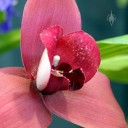 Lycaste Abou Sunset 'Heruka' FCC/AOS, orchid hybrid, red and white flower close-up, Pacific Orchid Expo 2015, San Francisco, California