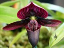 Paphiopedilum Petula's Glory, orchid hybrid, dark reddish purple Lady Slipper flower, Pacific Orchid Expo 2015, San Francisco, California