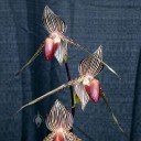 Paphiopedilum rothschildianum, orchid species, red purple and white Lady Slipper flowers, Pacific Orchid Expo 2015, San Francisco, California