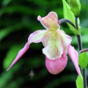 Phragmipedium, pink white and green flower, Lady Slipper orchid, Princess of Wales Conservatory, Kew Gardens, London, UK
