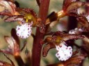 Corallorhiza maculata, Summer coralroot, saprophytic orchid species, growing wild in Southwestern Colorado