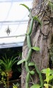 Vanilla polylepis, orchid species, vine with roots growing up branch, Princess of Wales Conservatory, Kew Gardens, London, UK