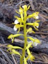 Corallorhiza trifida, Yellow Coralroot, saprophytic orchid species with yellow flowers, growing wild in Southwestern Colorado