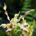 Antelope type Dendrobium, orchid flower with spiral petals, Hawaii Tropical Botanical Garden, Papaikou, Hawaii
