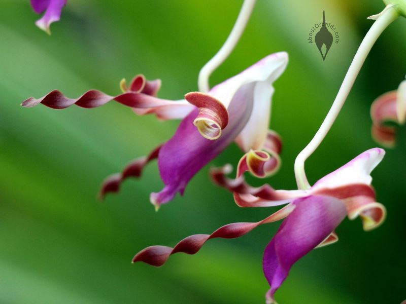 AboutOrchids Blog Archive Antelope Dendrobium Orchids AboutOrchids Blog Archive Antelope Dendrobium Orchids