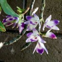 Dendrobium victoriae-reginae, orchid species from the Philippines, grown outdoors in Pacifica, California, white and purple flowers hanging down from pseudobulbs