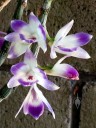 Dendrobium victoriae-reginae, orchid species from the Philippines, grown outdoors in Pacifica, California, white and purple flowers hanging down from pseudobulbs