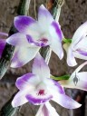 Dendrobium victoriae-reginae, orchid species from the Philippines, grown outdoors in Pacifica, California, white and purple flowers hanging down from pseudobulbs