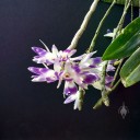 Dendrobium victoriae-reginae, orchid species from the Philippines, grown outdoors in Pacifica, California, white and purple flowers hanging down from pseudobulbs