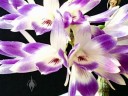 Dendrobium victoriae-reginae, orchid species from the Philippines, grown outdoors in Pacifica, California, white and purple flowers