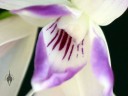 Dendrobium victoriae-reginae, orchid species from the Philippines, grown outdoors in San Francisco, California, flower buds starting to emerge from pseudobulbs