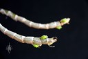 Dendrobium victoriae-reginae, orchid species from the Philippines, grown outdoors in San Francisco, California, flower buds starting to emerge from pseudobulbs