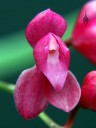 Oncidium strictum, orchid species with bright pink flower, aka Symphyglossum sanguineum, grown outdoors in San Francisco, California