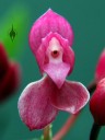 Oncidium strictum, orchid species with bright pink flower, aka Symphyglossum sanguineum, grown outdoors in San Francisco, California