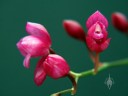 Oncidium strictum, orchid species with bright pink flowers, aka Symphyglossum sanguineum, grown outdoors in San Francisco, California