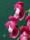 Oncidium strictum, orchid species with bright pink flowers, aka Symphyglossum sanguineum, grown outdoors in San Francisco, California