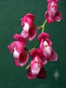 Oncidium strictum, orchid species with bright pink flowers, aka Symphyglossum sanguineum, grown outdoors in San Francisco, California