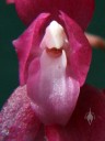 Oncidium strictum, close up of flower lip, orchid species with bright pink flower, aka Symphyglossum sanguineum, grown outdoors in San Francisco, California