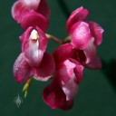 Oncidium strictum, orchid species with bright pink flowers, aka Symphyglossum sanguineum, grown outdoors in San Francisco, California