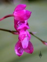 Oncidium strictum, orchid species with bright pink flowers, aka Symphyglossum sanguineum, grown outdoors in San Francisco, California