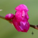 Oncidium strictum, orchid species with bright pink, partially open flower and flower bud, aka Symphyglossum sanguineum, grown outdoors in San Francisco, California