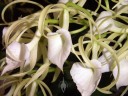 Brassavola nodosa, orchid species with fragrant white flowers, La dama de la noche, Pacific Orchid Expo 2006, San Francisco, California