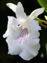 Cochleanthes amazonica, orchid species with white and purple flowers, grown in San Francisco, California