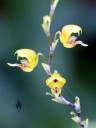 Scaphosepalum verrucosum, miniature orchid species, Pleurothallid orchid, small yellow flowers, Princess of Wales Conservatory, Kew Gardens, London, UK