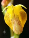 Scaphosepalum verrucosum, miniature orchid species, Pleurothallid orchid, close-up of small yellow flower, grown outdoors in San Francisco, California