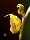 Scaphosepalum verrucosum, miniature orchid species, Pleurothallid orchid, close-up of small yellow flower and flower bud, grown outdoors in San Francisco, California