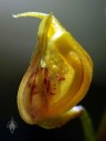 Scaphosepalum verrucosum, miniature orchid species, Pleurothallid orchid, close-up of side view of small yellow flower, grown outdoors in San Francisco, California