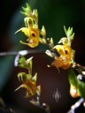 Scaphosepalum verrucosum, miniature orchid species, Pleurothallid orchid, small yellow flowers and flower buds, grown outdoors in San Francisco, California