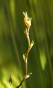 Scaphosepalum verrucosum, miniature orchid species, Pleurothallid orchid, small yellow flower at the end of zig-zag shaped flower spike, grown outdoors in San Francisco, California