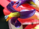 Close up of tank bromeliad flower, grown outdoors in San Francisco, California