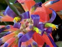 Tank bromeliad flowers, grown outdoors in Pacifica, California