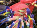 Tank bromeliad flowers, grown outdoors in Pacifica, California