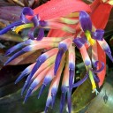 Tank bromeliad flowers and unopened buds, grown outdoors in Pacifica, California