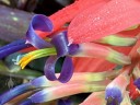 Tank bromeliad flower close up, grown outdoors in Pacifica, California