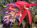 Tank bromeliad flowers and unopened buds with bright pink flower bracts, grown outdoors in Pacifica, California