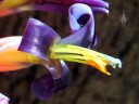Close up of tank bromeliad flower, grown outdoors in San Francisco, California