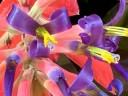 Tank bromeliad flowers, grown outdoors in Pacifica, California