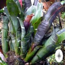 Tank bromeliad plant mounted on tree, grown outdoors in San Francisco, California