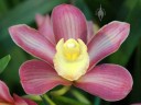 Cymbidium Silky Perfume 'Hanaakari', orchid hybrid flower, Pacific Orchid Expo 2015, San Francisco, California