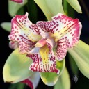 Cymbidium Tri-Lip 'Flamingo', orchid peloric hybrid, flower with 3 orchid lips, Pacific Orchid Expo 2015, San Francisco, California