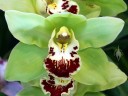 Cymbidium hybrid, green red and white flower, Pacific Orchid Expo 2015, San Francisco, California