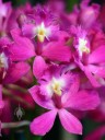 Epidendrum Yoko 'Yokohama', orchid hybrid with brilliant pink flowers, Pacific Orchid Expo 2015, San Francisco, California