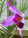 Laelia anceps, orchid species, UC Botanical Garden at Berkeley, California