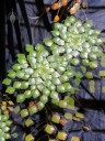 Ludwigia sedoides, Mosaic Plant, Waterlily House, Kew Gardens, London, UK