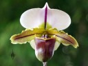 Paphiopedilum Bruno AM/RHS, Lady Slipper hybrid, Pacific Orchid Expo 2015, San Francisco, California